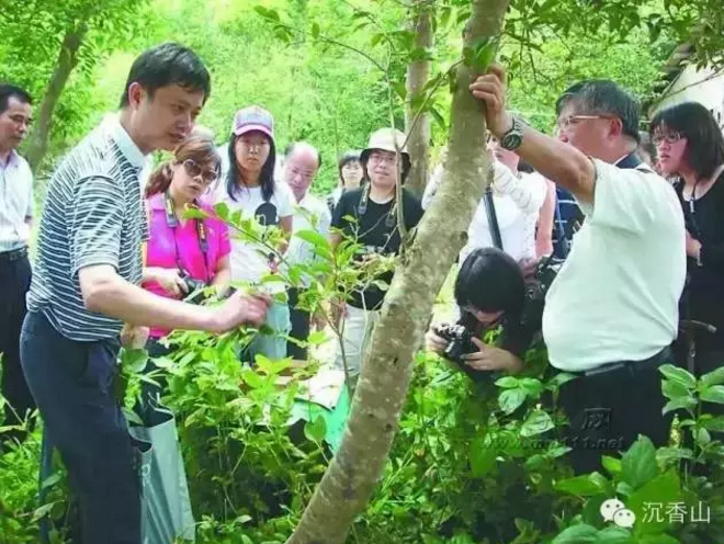 央視十臺 帶您走進沉香山了解山中“鉆石”